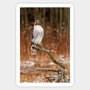 Red-Tailed Hawk Sticker